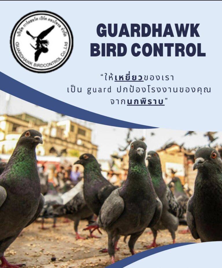 เหยี่ยวไล่นก