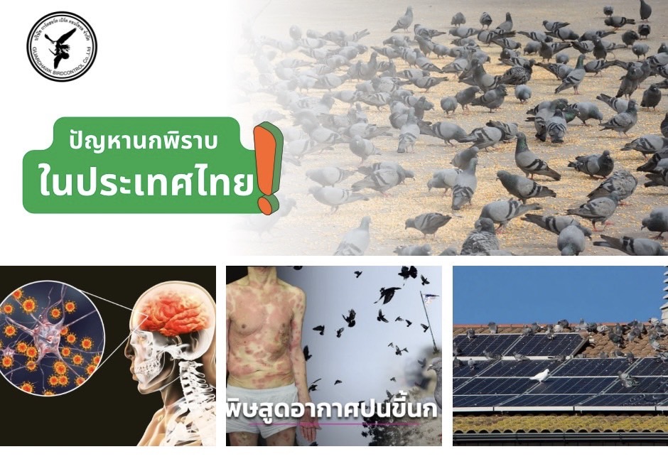 ปัญหานกพิราบในประเทศไทย