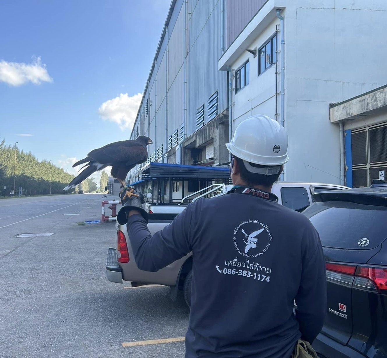 เหยี่ยวไล่นกในโรงงาน
