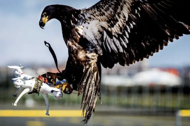 อินทรีจับโดรน